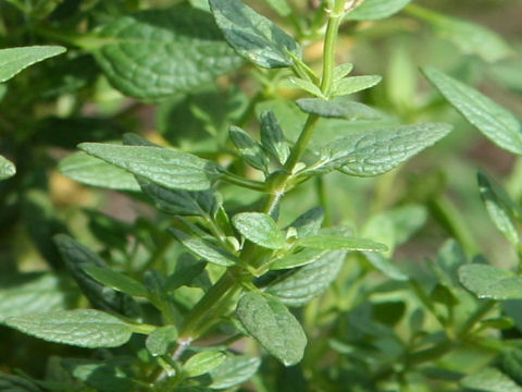 Salvia microphylla var. neurepia