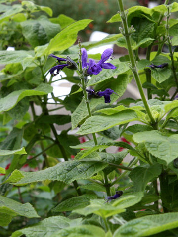 Salvia guaranitica cv. Omaha Gold