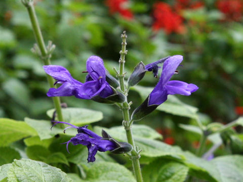 Salvia guaranitica cv. Omaha Gold