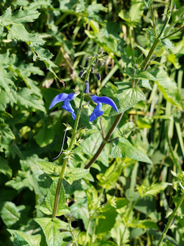 Salvia patens 'Patio Dark Blue'