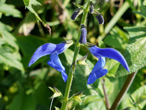 Salvia patens 'Patio Dark Blue'