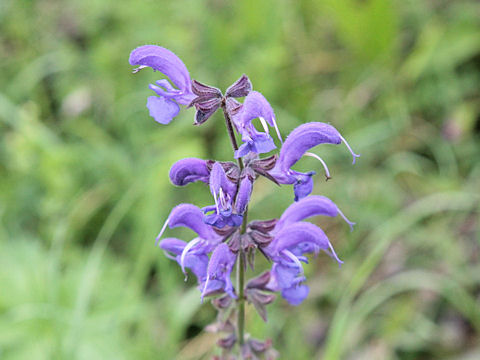 Salvia pratensis