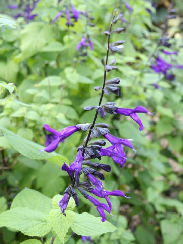 Salvia cv. Purple Majesty