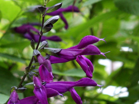 Salvia cv. Purple Majesty