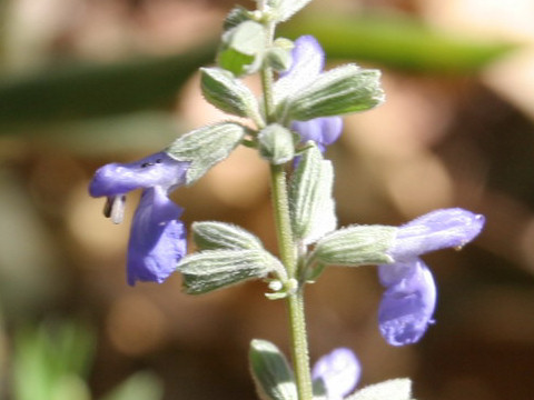 Salvia reflexa