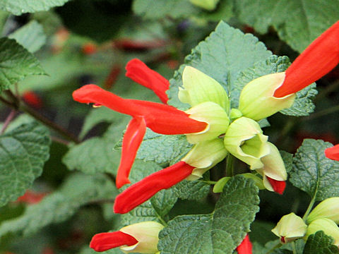 Salvia regla