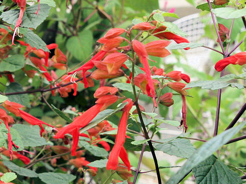 Salvia regla