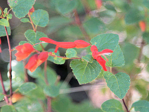 Salvia regla