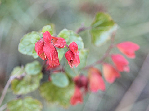 Salvia regla