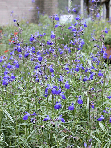 Salvia reptans