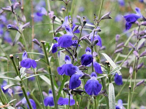 Salvia reptans