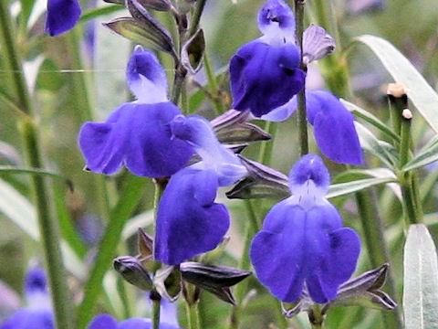 Salvia reptans