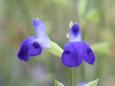 Salvia reptans