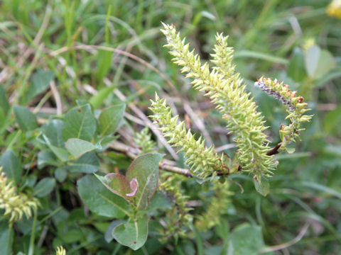 Salix retusa