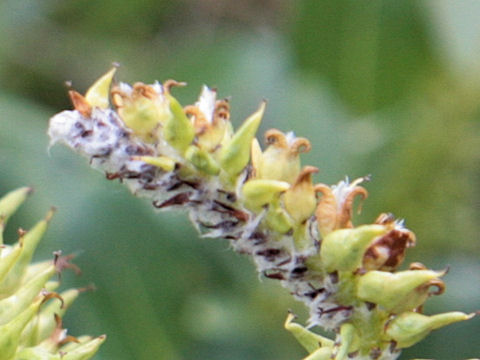 Salix retusa