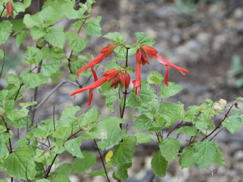 Salvia roemeriana