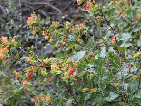 Salvia roemeriana