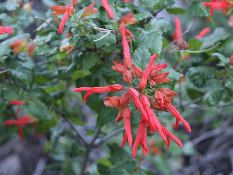 Salvia roemeriana