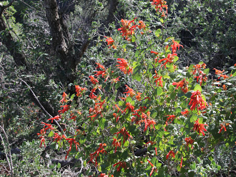 Salvia roemeriana