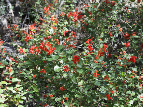 Salvia roemeriana