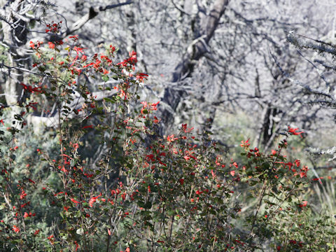 Salvia roemeriana