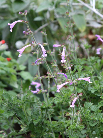 Salvia scabra