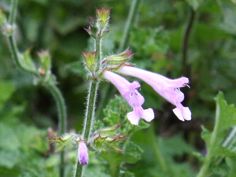 Salvia scabra