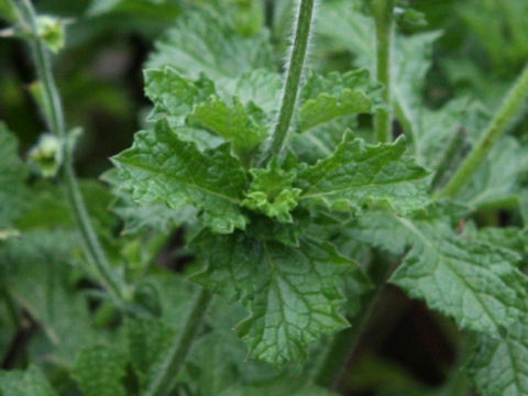 Salvia scabra