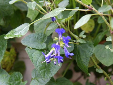 Salvia scutellarioides