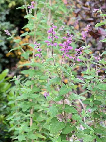 Salvia semiatrata