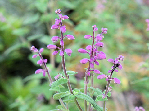 Salvia semiatrata