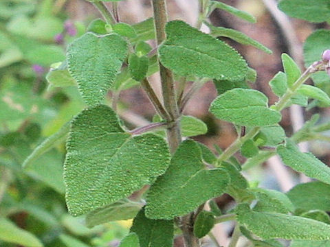 Salvia semiatrata
