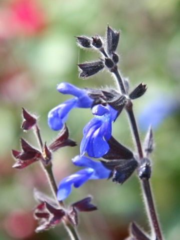 Salvia sinaloensis