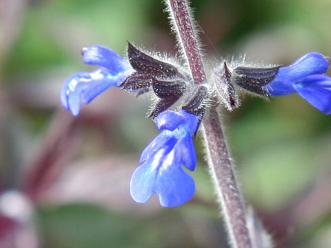 Salvia sinaloensis