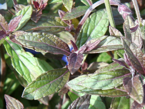 Salvia sinaloensis