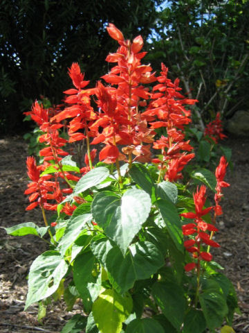 Salvia splendens