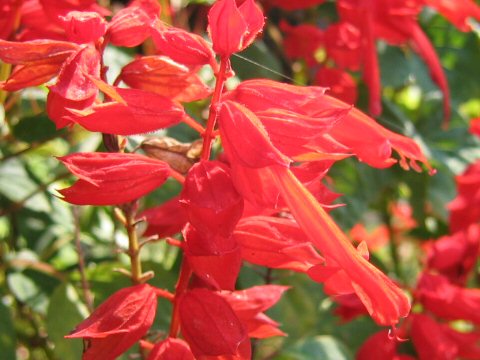 Salvia splendens