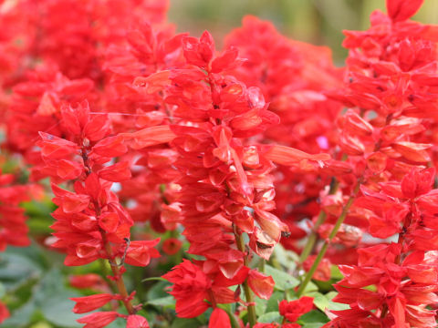 Salvia splendens