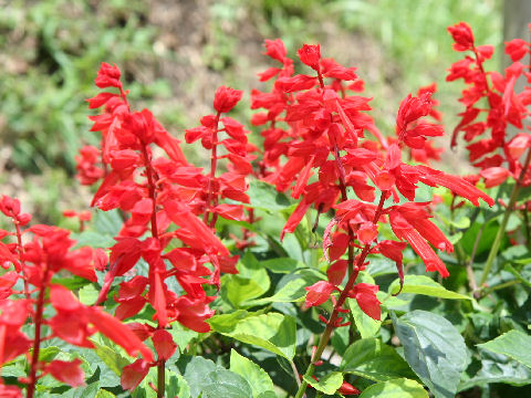 Salvia splendens