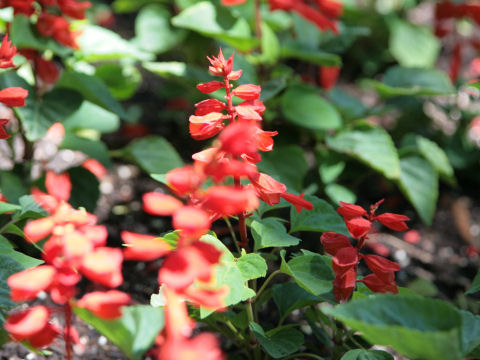 Salvia splendens