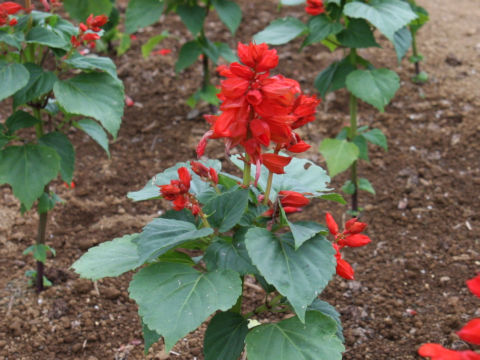 Salvia splendens