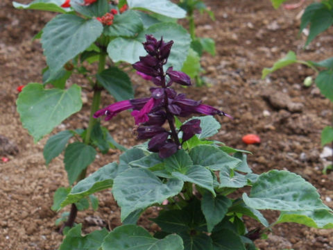 Salvia splendens