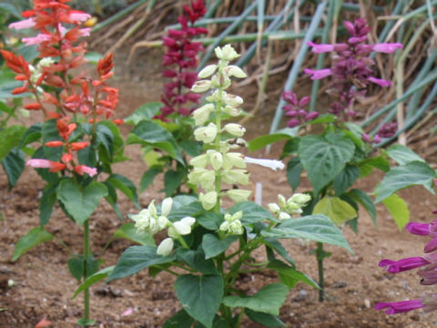 Salvia splendens