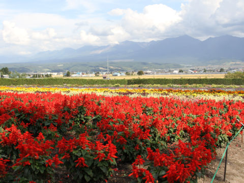 Salvia splendens