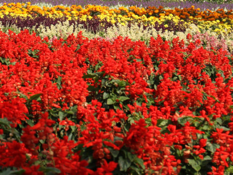 Salvia splendens