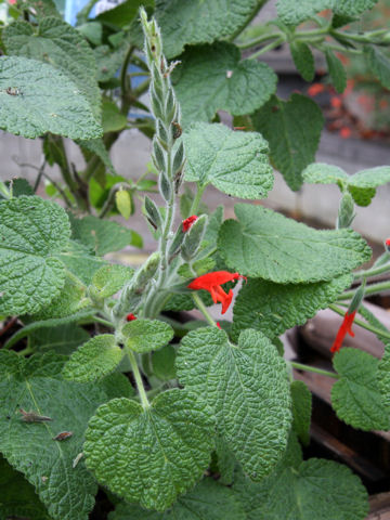 Salvia squalens