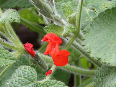 Salvia squalens