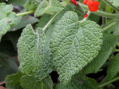 Salvia squalens