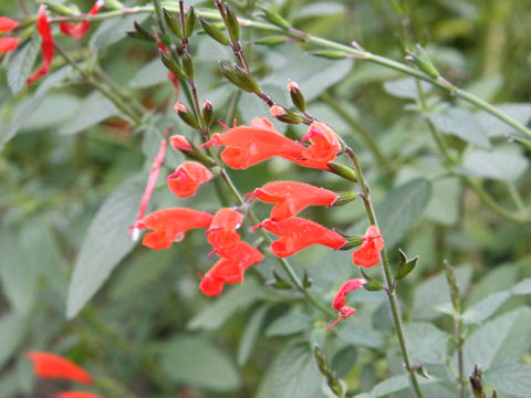 Salvia striata