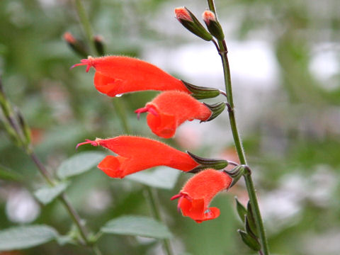 Salvia striata